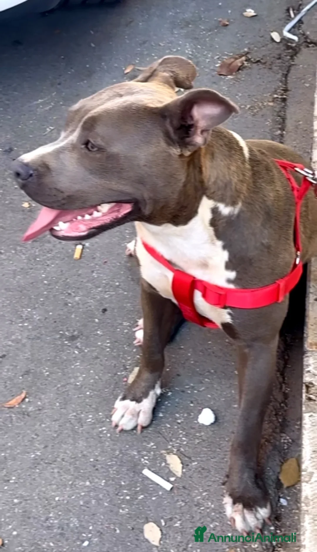 American Staffordshire cani in vendita: Amstaff cuccioli Blu  - Annuncio 7