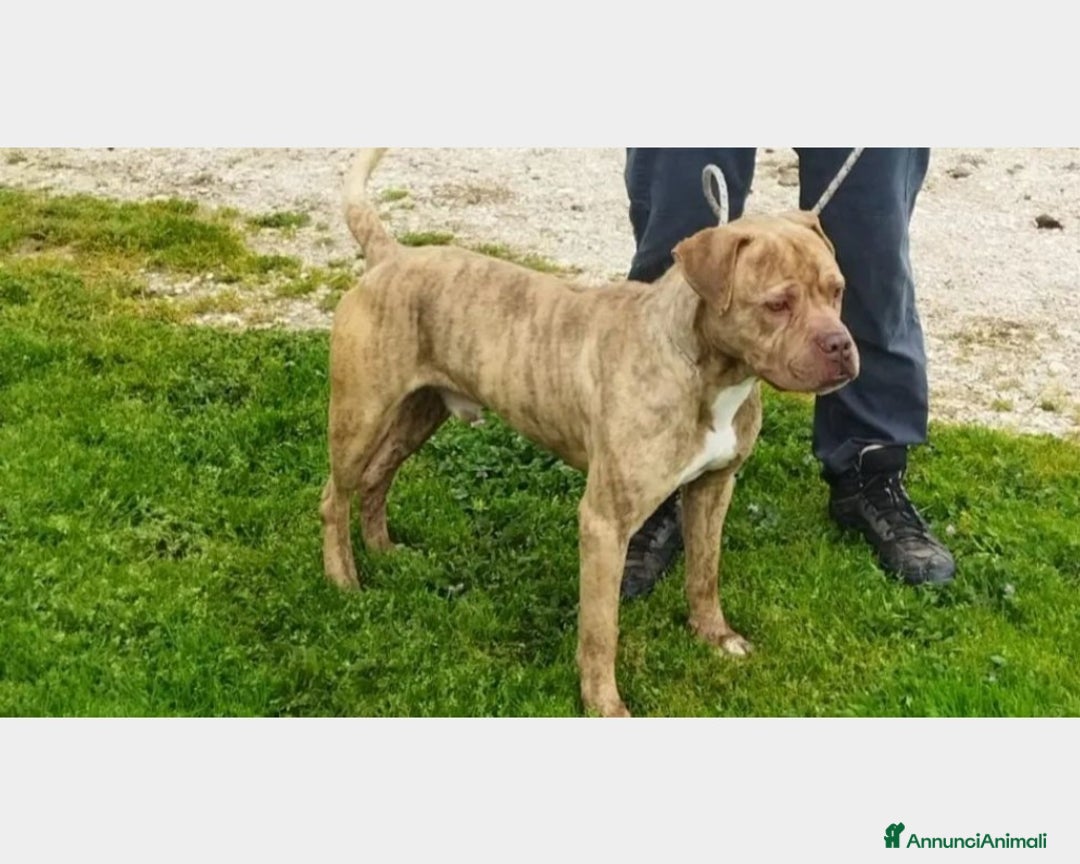 Meticcio cani in regalo: Grino, meraviglioso simil pittbull cane maschio a Latina - Annuncio 5