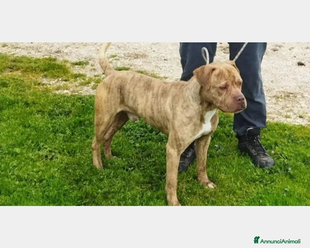 Meticcio cani in regalo: Grino, meraviglioso simil pittbull cane maschio a Latina - Annuncio 5