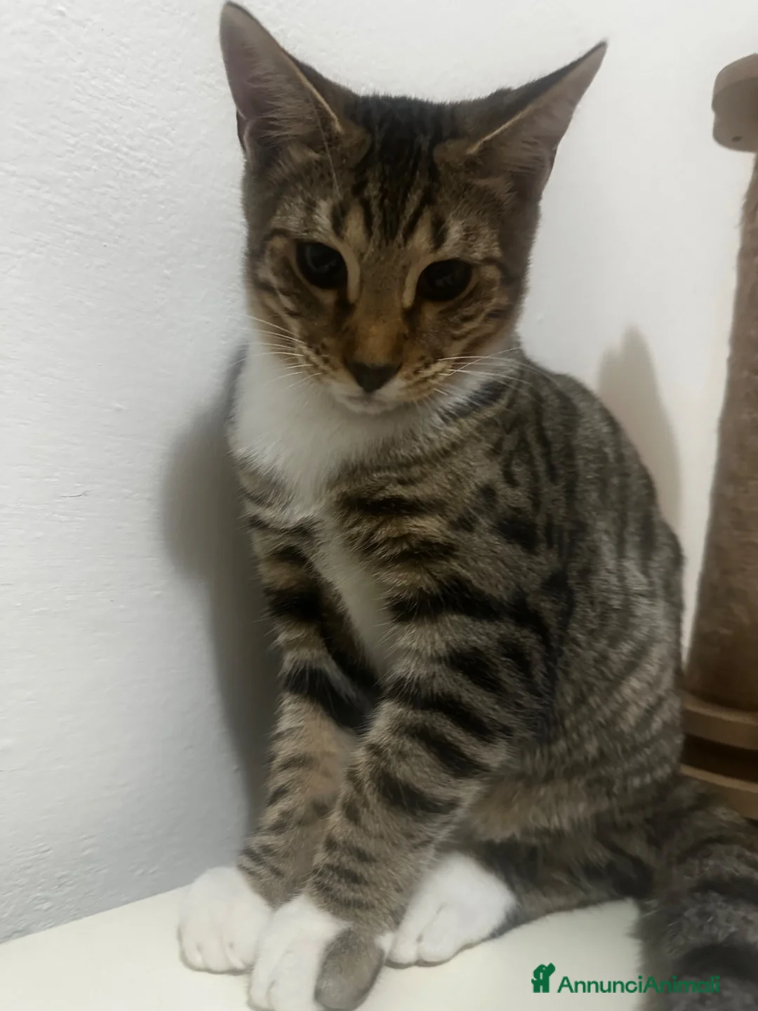 Bengala gatti in vendita: Cuccioli di bengala  - Annuncio 2