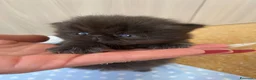Persiano gatti in vendita: gattini persiani - Annuncio 10