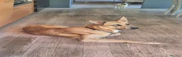 Meticcio cani in regalo: Regalo Ziggy per trasferimento all'estero a Provincia di Vicenza - Annuncio 4
