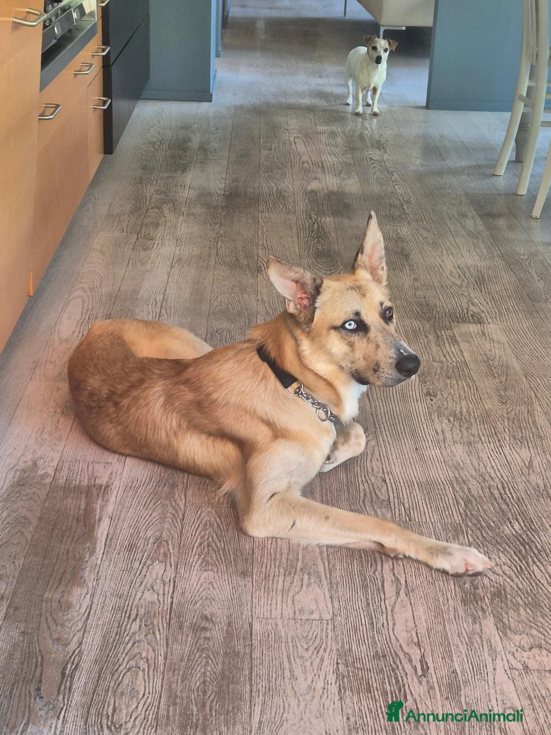 Meticcio cani in regalo: Regalo Ziggy per trasferimento all'estero a Provincia di Vicenza - Annuncio 4