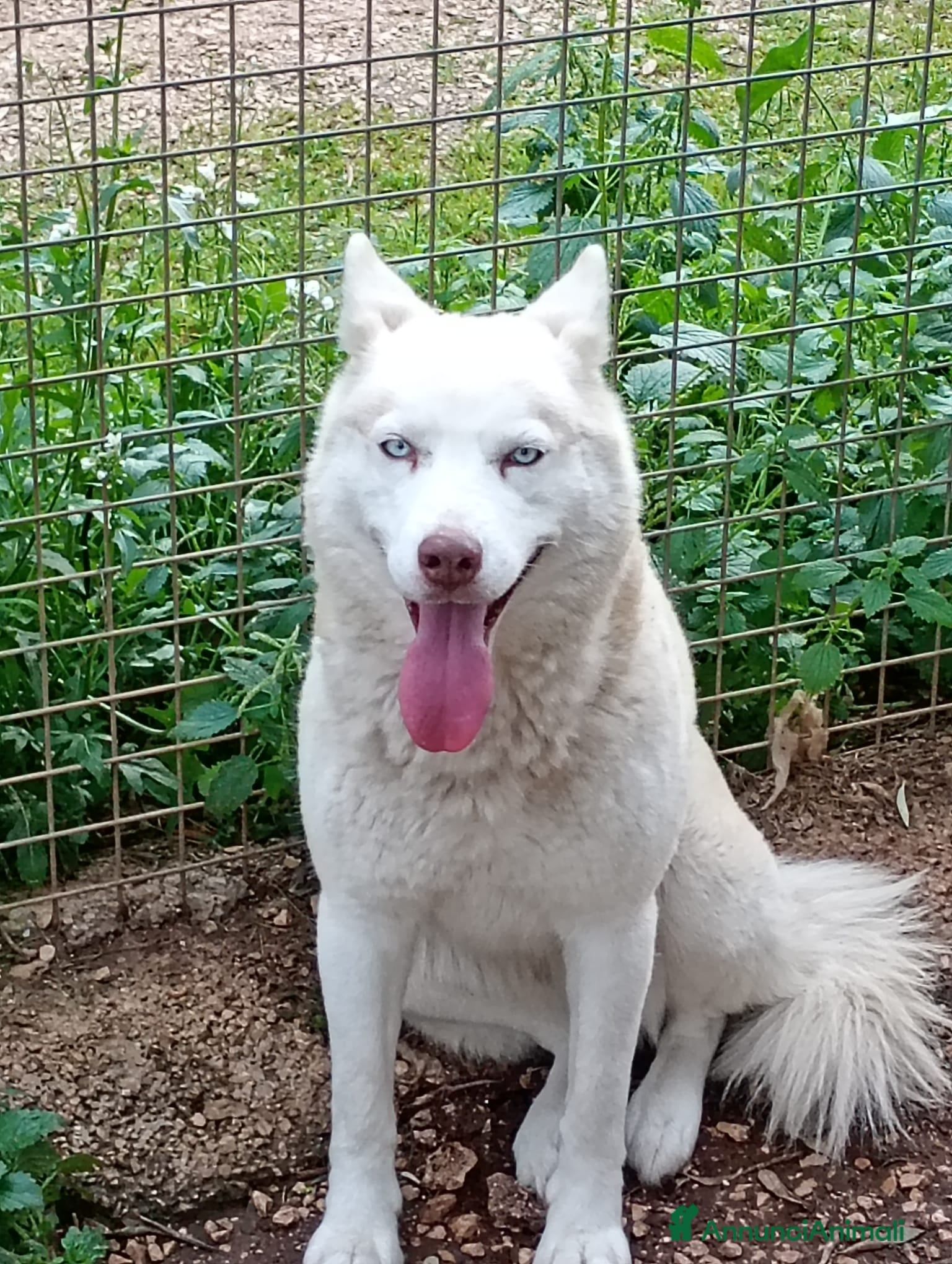 Husky cani Masha splendida husky - Annuncio 1