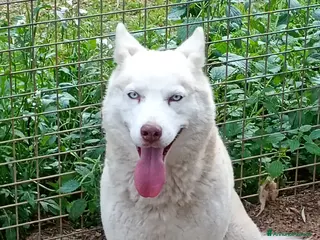 Husky cani Masha splendida husky - Annuncio 19