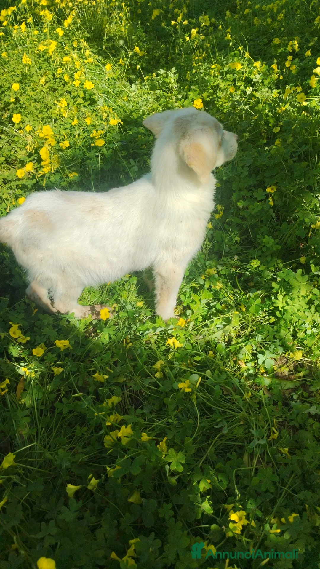 Meticcio cani in regalo: UNA MAMMA PER LISA a Provincia di Varese - Annuncio 8