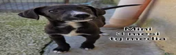 Meticcio cani in regalo: CUCCIOLI BISOGNOSI: URGENTE! a Città Metropolitana di Torino - Annuncio 5