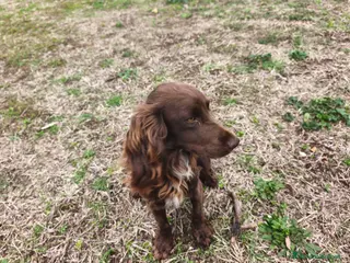 Cocker cani Working cocker spaniel inglese a Città metropolitana di Roma Capitale - Annuncio 2