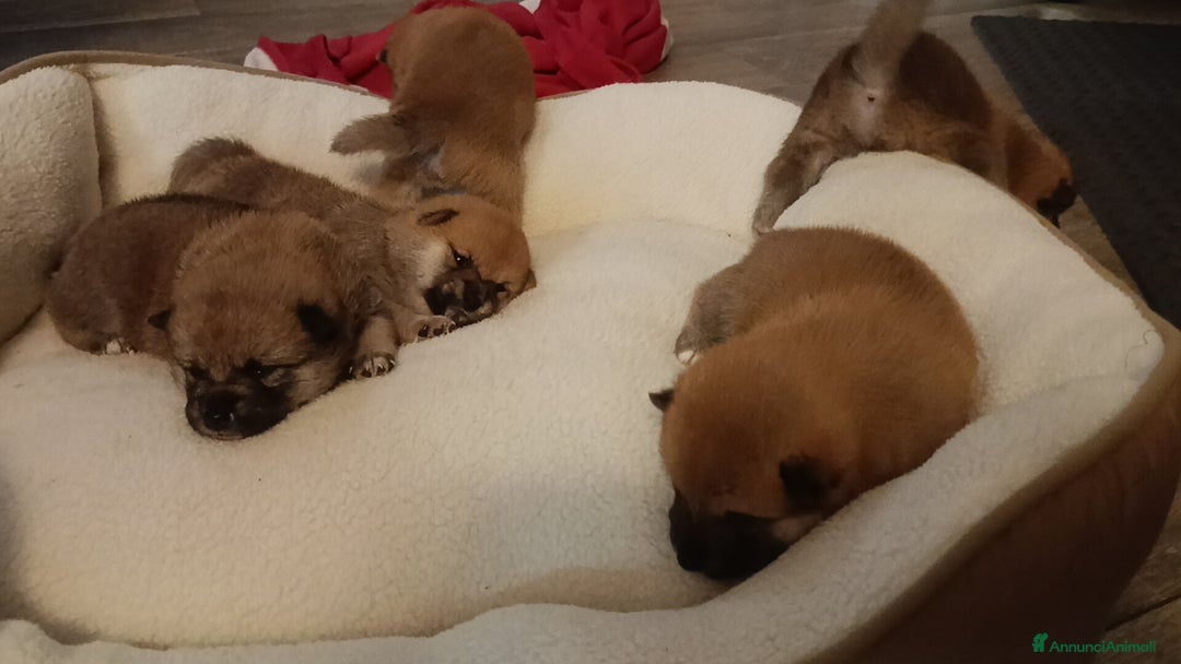 Shiba Inu cani in vendita: Vendo meravigliosa cucciolata di Shiba  - Annuncio 6