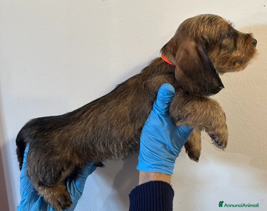 Bassotto cani in vendita: Cuccioli bassotto pelo duro - Annuncio 2