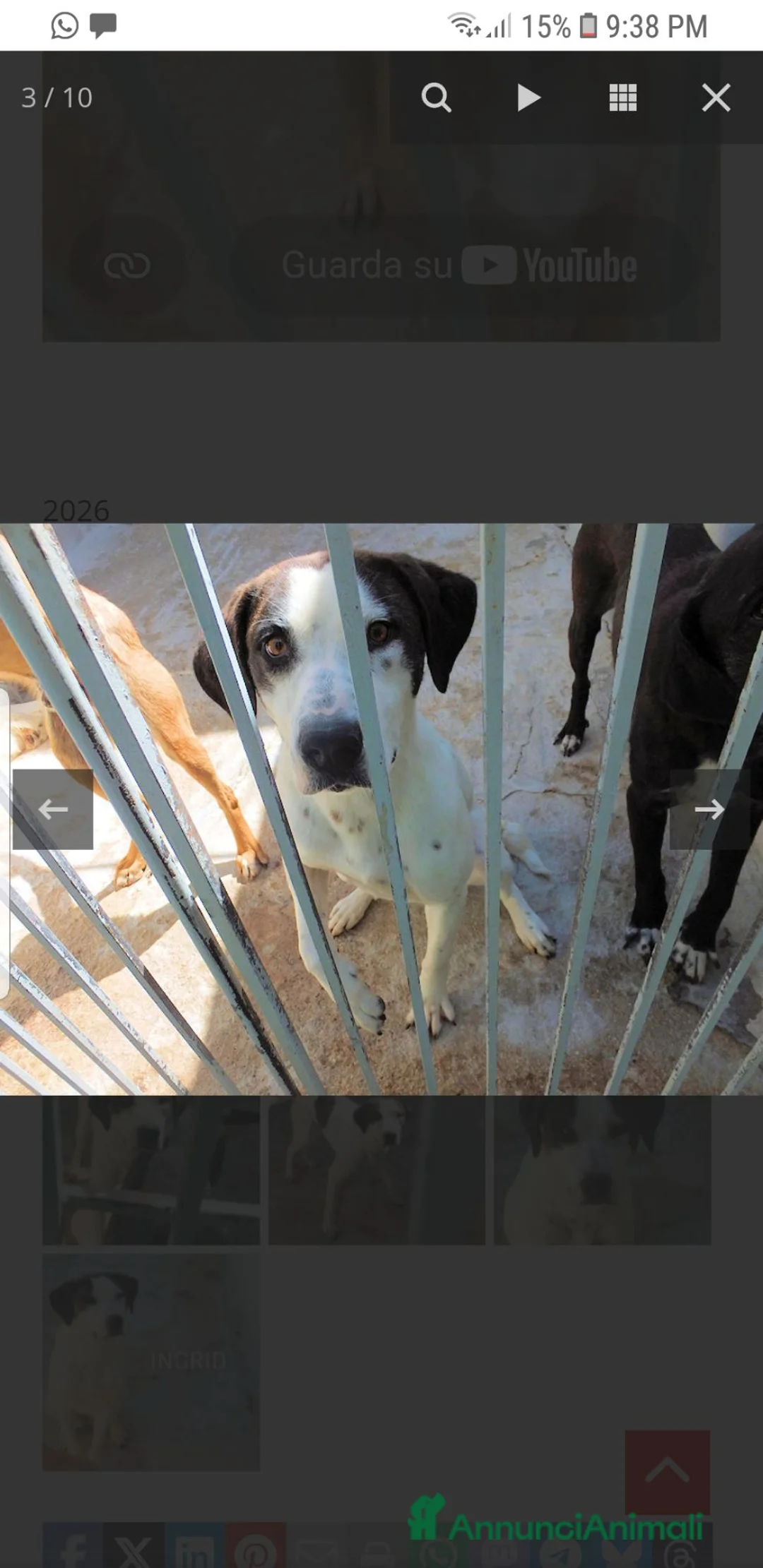 Meticcio cani in regalo: INGRID la  Bracchetta  - Annuncio 2