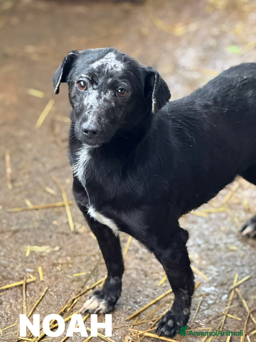 Meticcio cani in regalo: NOAH, dolce nanetto spennacchiato! Tg PICCOLA. - Annuncio 3