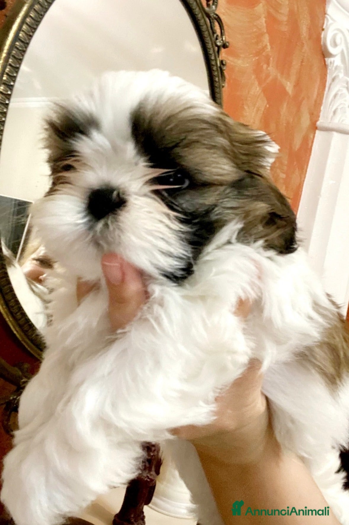 Shih Tzu cani Schitzu il tuo batuffolo di gioia ti aspetta  - Annuncio 1