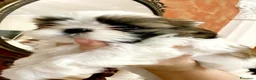 Shih Tzu cani in vendita: Schitzu il tuo batuffolo di gioia ti aspetta  - Annuncio 1