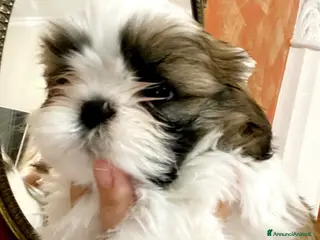 Shih Tzu cani Schitzu il tuo batuffolo di gioia ti aspetta - Annuncio 2
