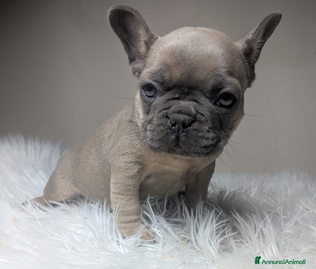 Bulldog Francese cani in vendita: Bulldog francese blu e merle - Annuncio 3