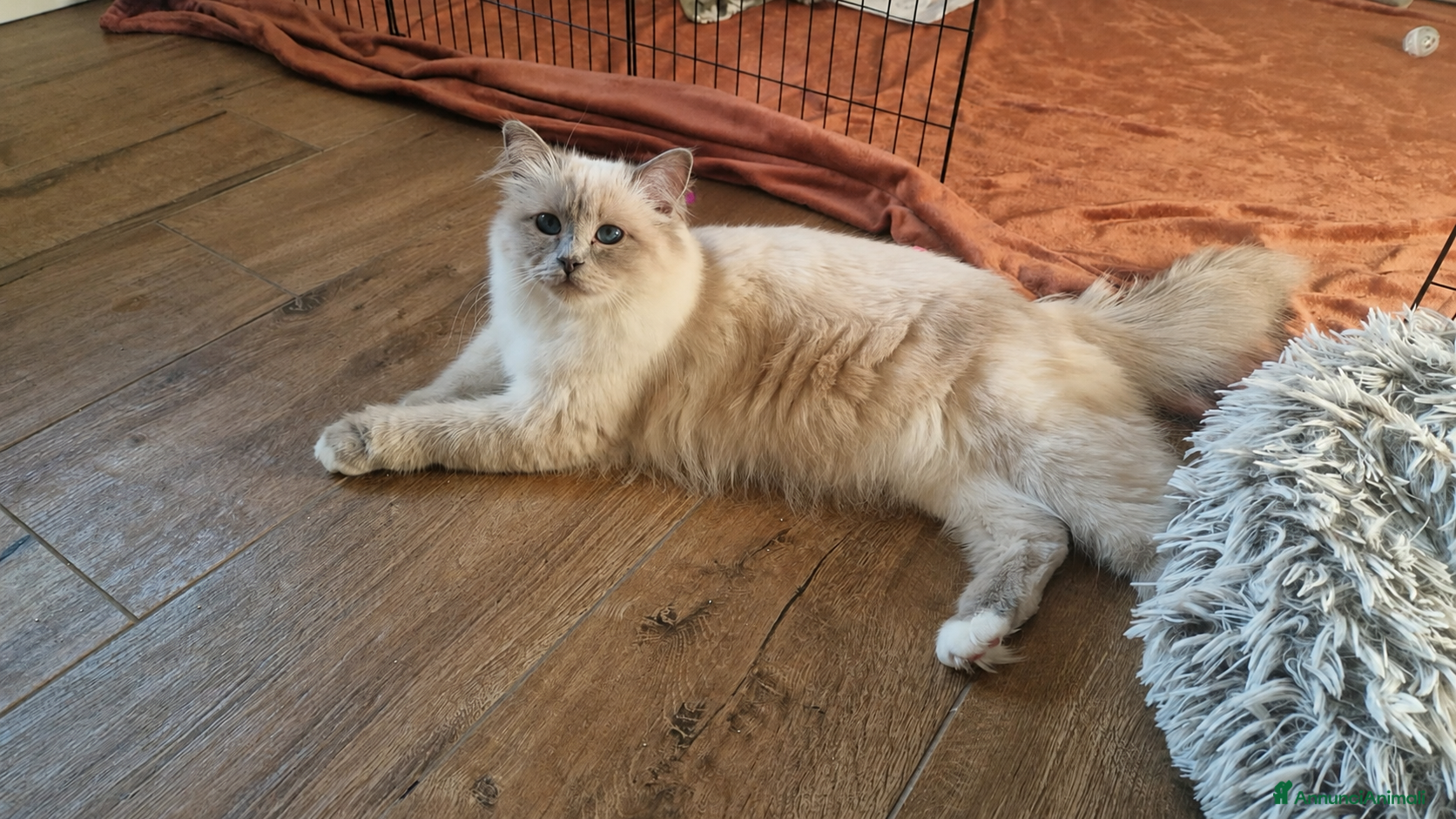 Sacro di Birmania gatti Disponibili gattine sacro di Birmania - Annuncio 22