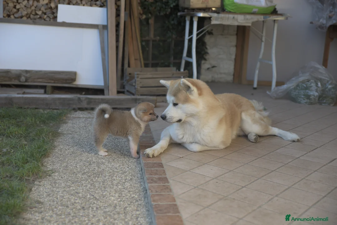 Akita Inu cani in vendita: Cuccioli di akita inu - Annuncio 2