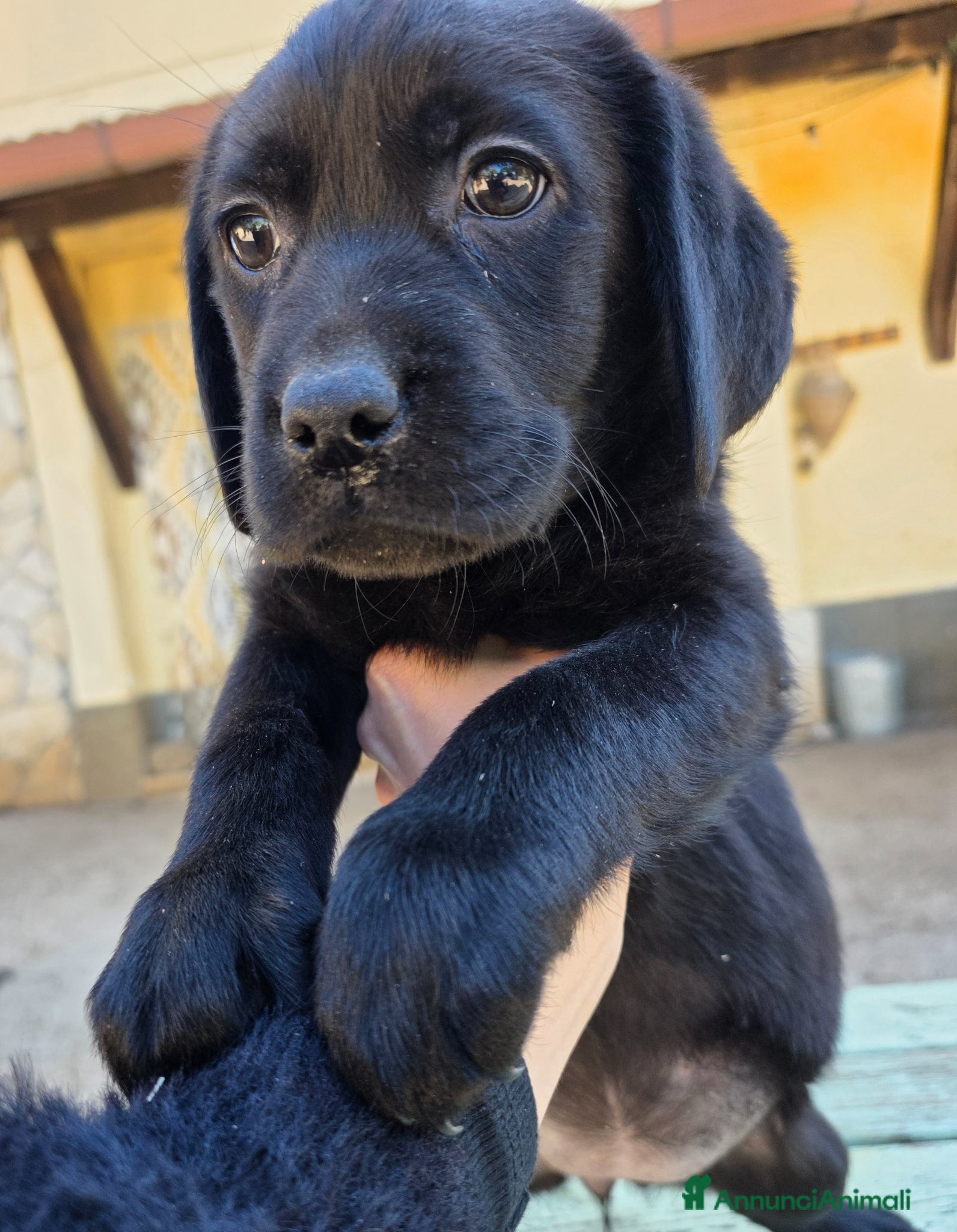Labrador cani Cucciole Labrador Retriever  - Annuncio 1