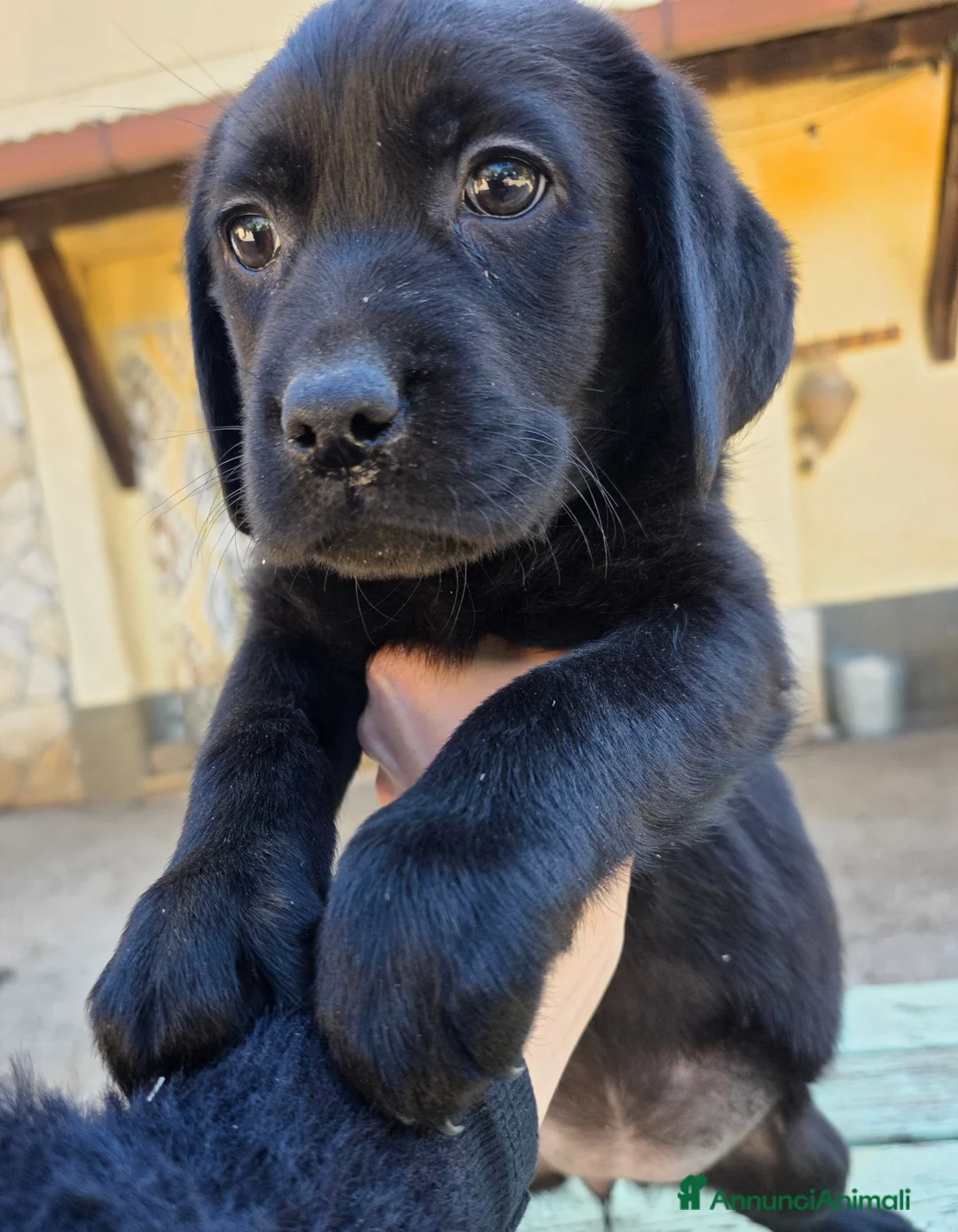 Labrador cani in vendita: Cucciole Labrador Retriever  - Annuncio 1