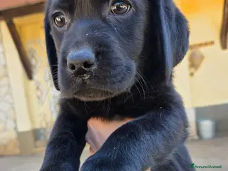 Labrador cani Cucciole Labrador Retriever - Annuncio 1