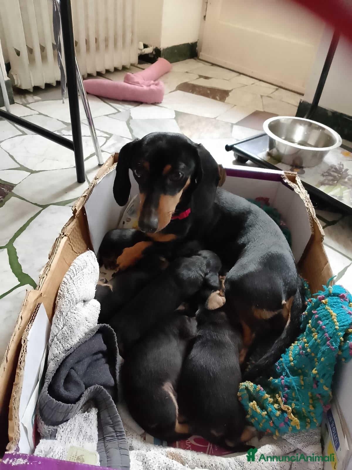 Bassotto cani Bassotti puri  - Annuncio 20