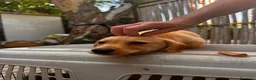 Meticcio cani in regalo: Cucciolo di taglia piccola  - Annuncio 3