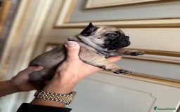 Bulldog Francese cani in vendita: Bulldog francese  a Provincia di Ascoli Piceno - Immagine 19