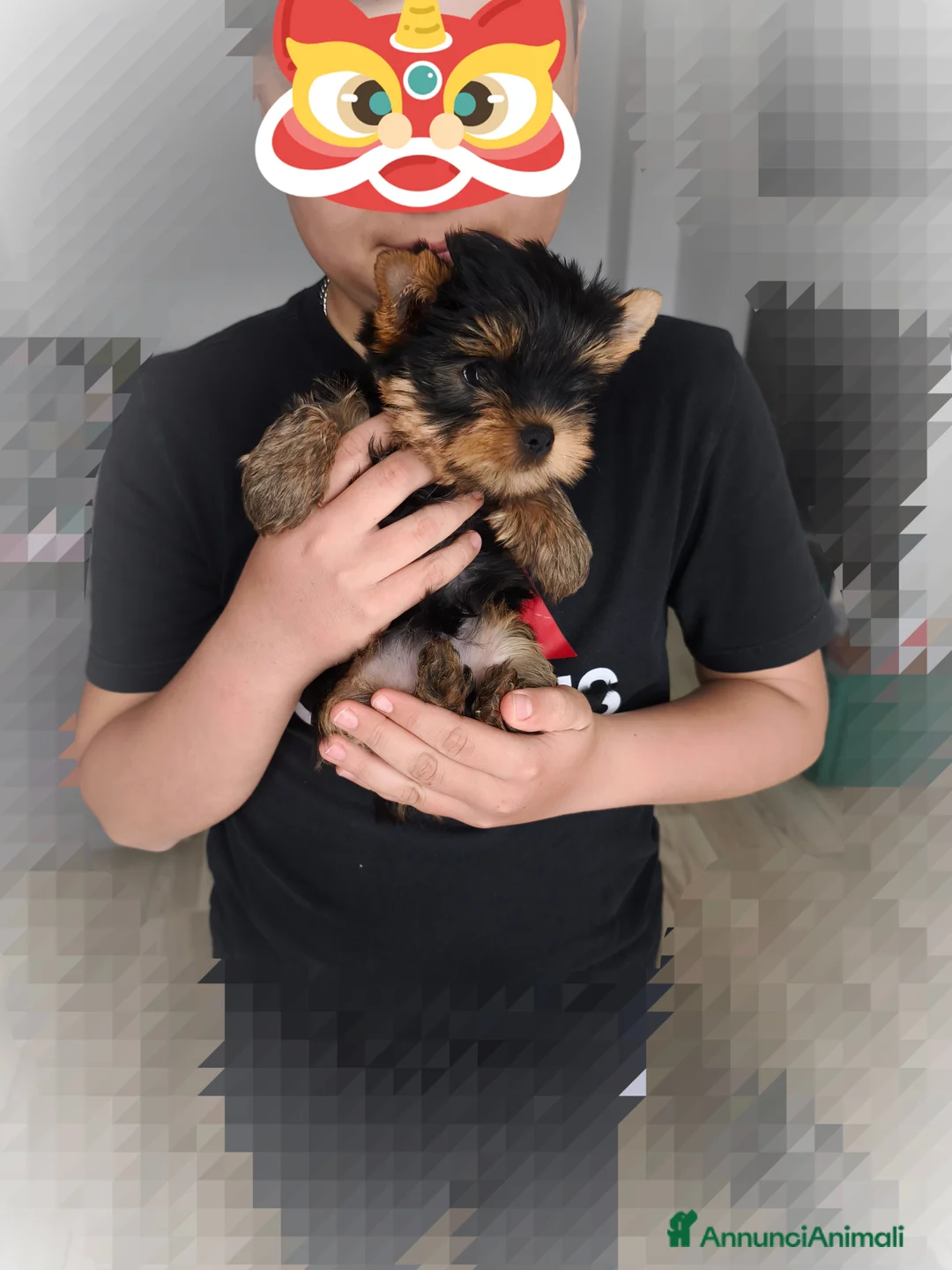 Yorkshire cani in vendita: Yorkshire toy a Provincia di Rovigo - Annuncio 1