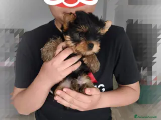 Yorkshire cani Yorkshire toy - Annuncio 1