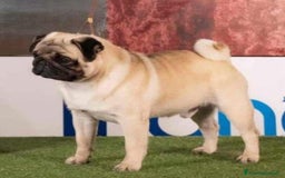 Carlino cani in vendita: Disponibili subito Eccellenti Cuccioli di Carlino  - Immagine 2