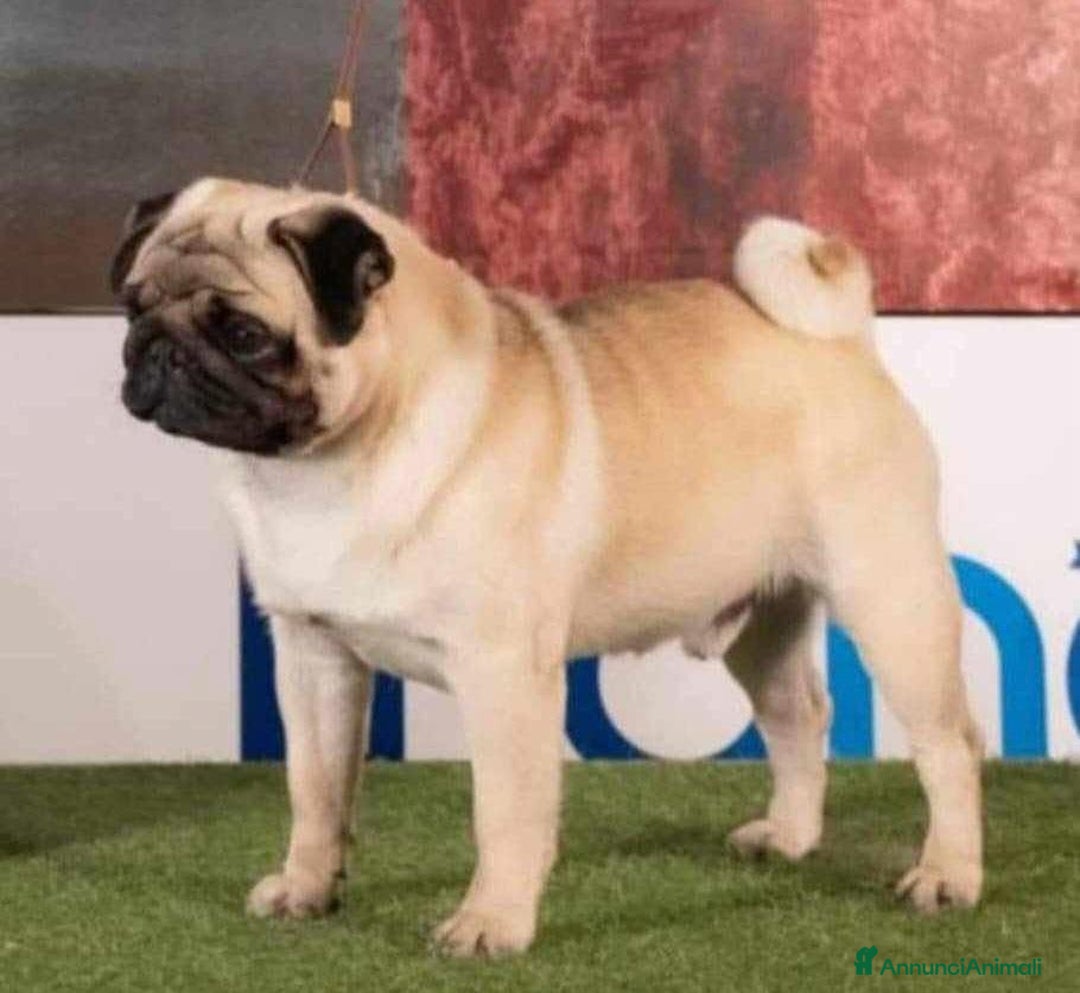 Carlino cani in vendita: Disponibili subito Eccellenti Cuccioli di Carlino  - Immagine 2