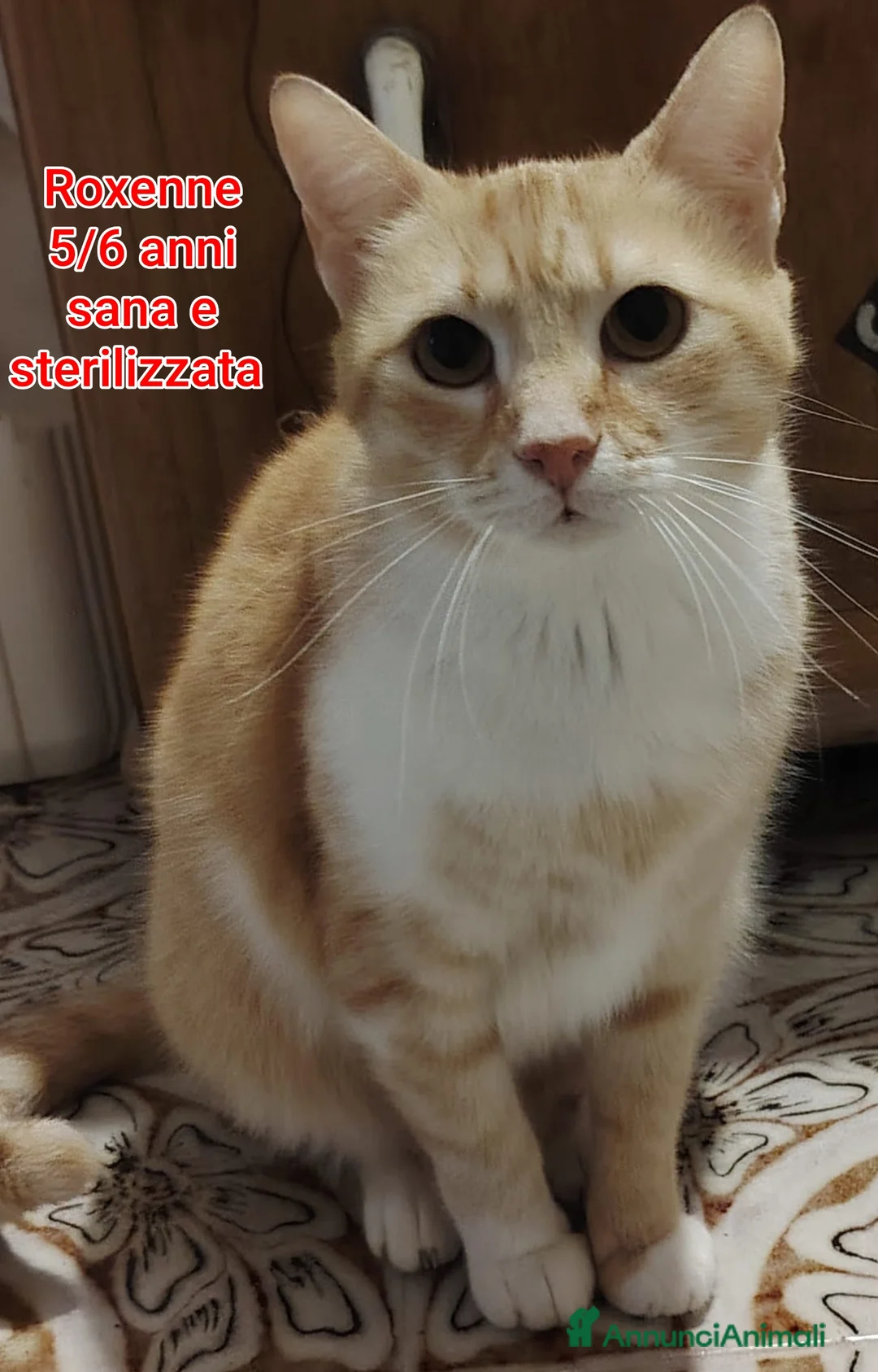 Altre razze gatti in regalo: MICINI, URGENTE: TEMPO SCADUTO  a Provincia di Arezzo - Annuncio 1