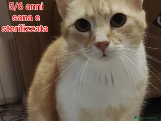 Altre razze gatti MICINI, URGENTE: TEMPO SCADUTO - Annuncio 1