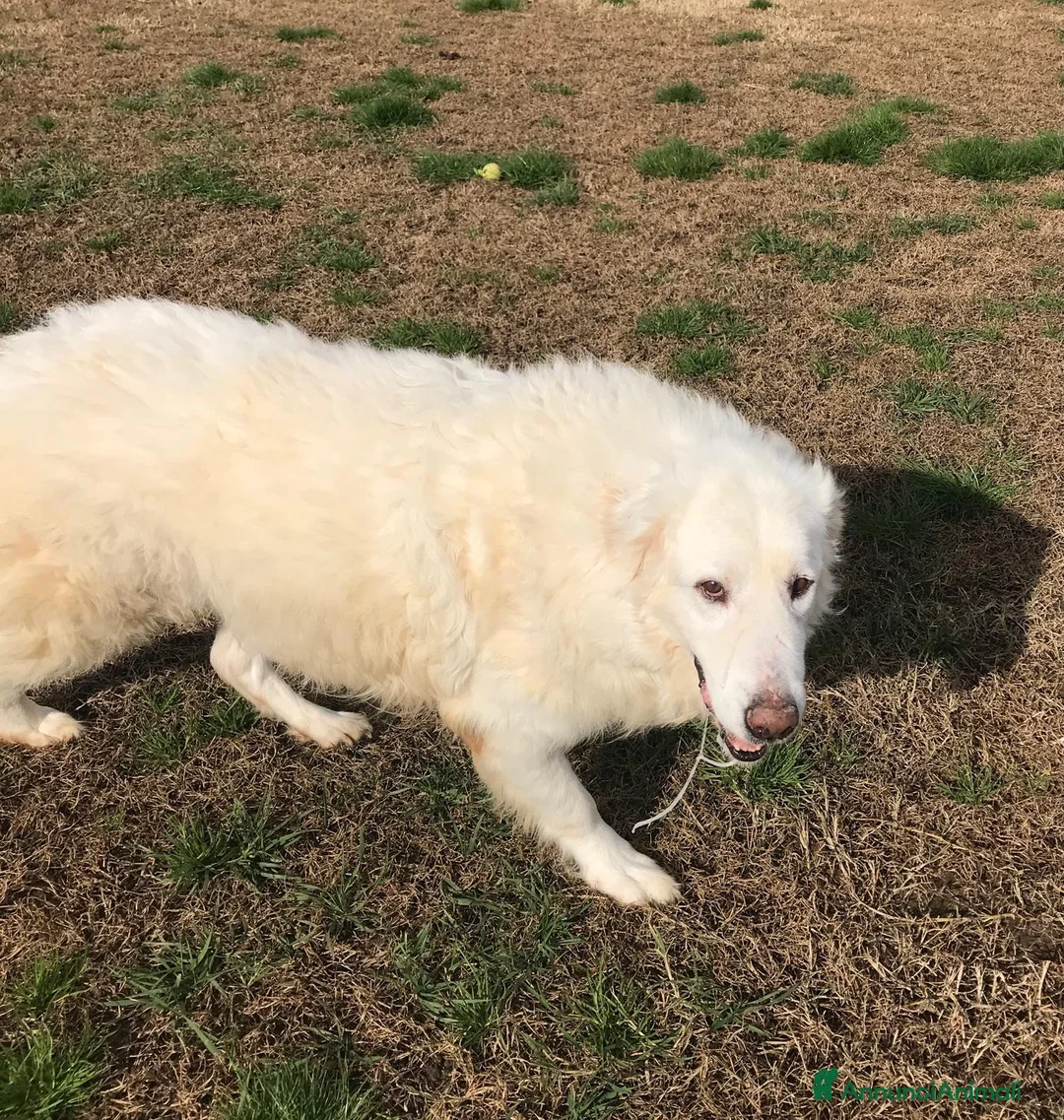 Pastore Maremmano cani in regalo: BATUFFOLOSO RUSSELL a Provincia di Latina - Annuncio 10