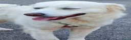 Meticcio cani in regalo: Fatima è tutto ciò che cerchi - Annuncio 12