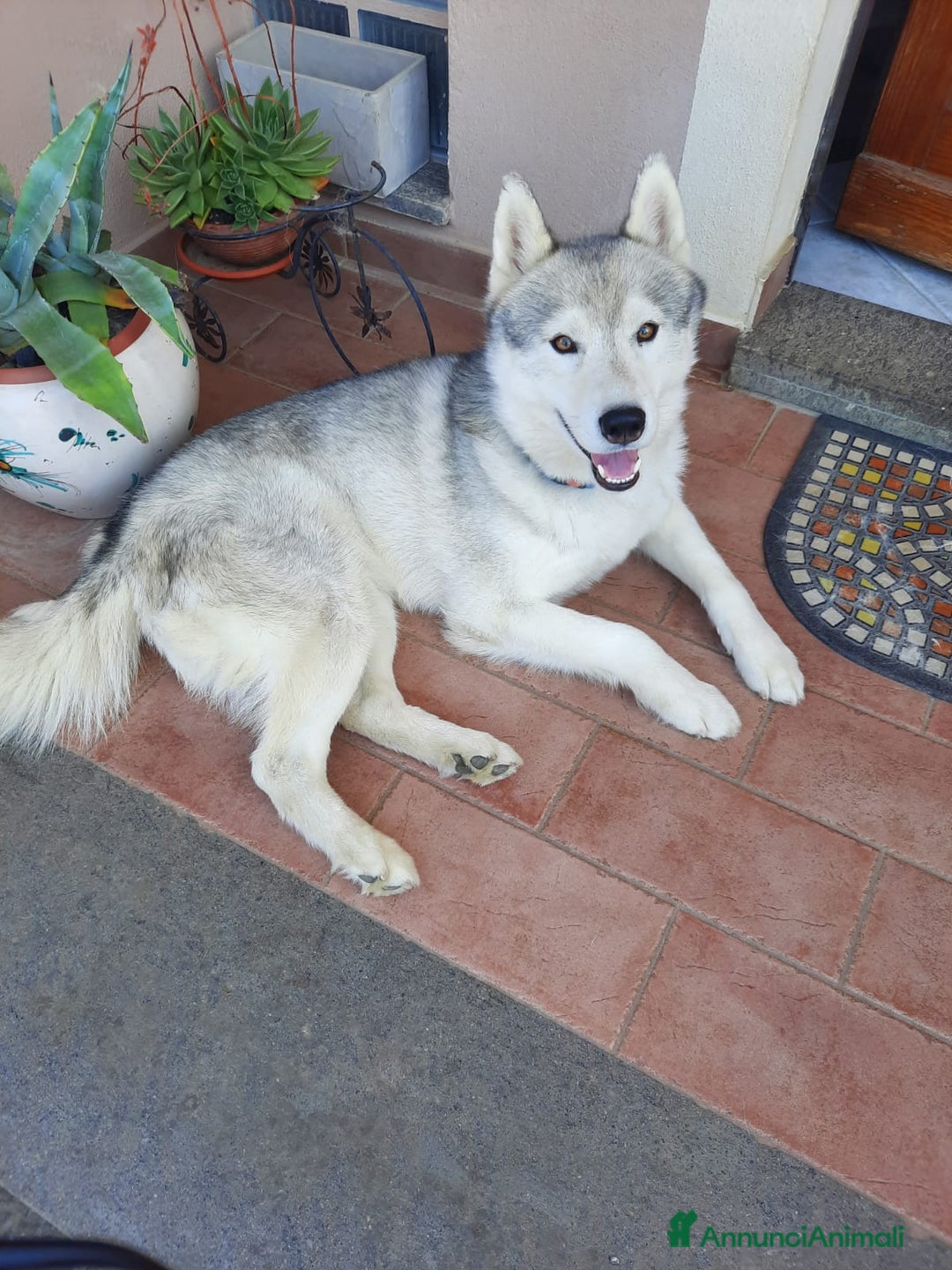 Husky cani in vendita: CUCCIOLI DI SIBERIAN HUSKY a Provincia di Perugia - Immagine 9
