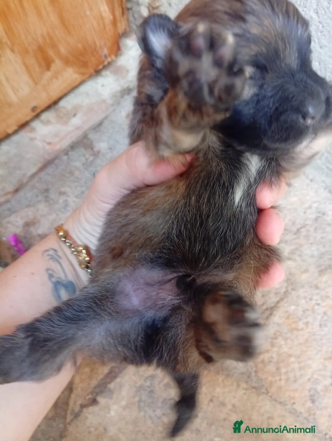 Volpino Pomerania cani in vendita: Cucciolo di Pomerania in vendita  - Annuncio 2