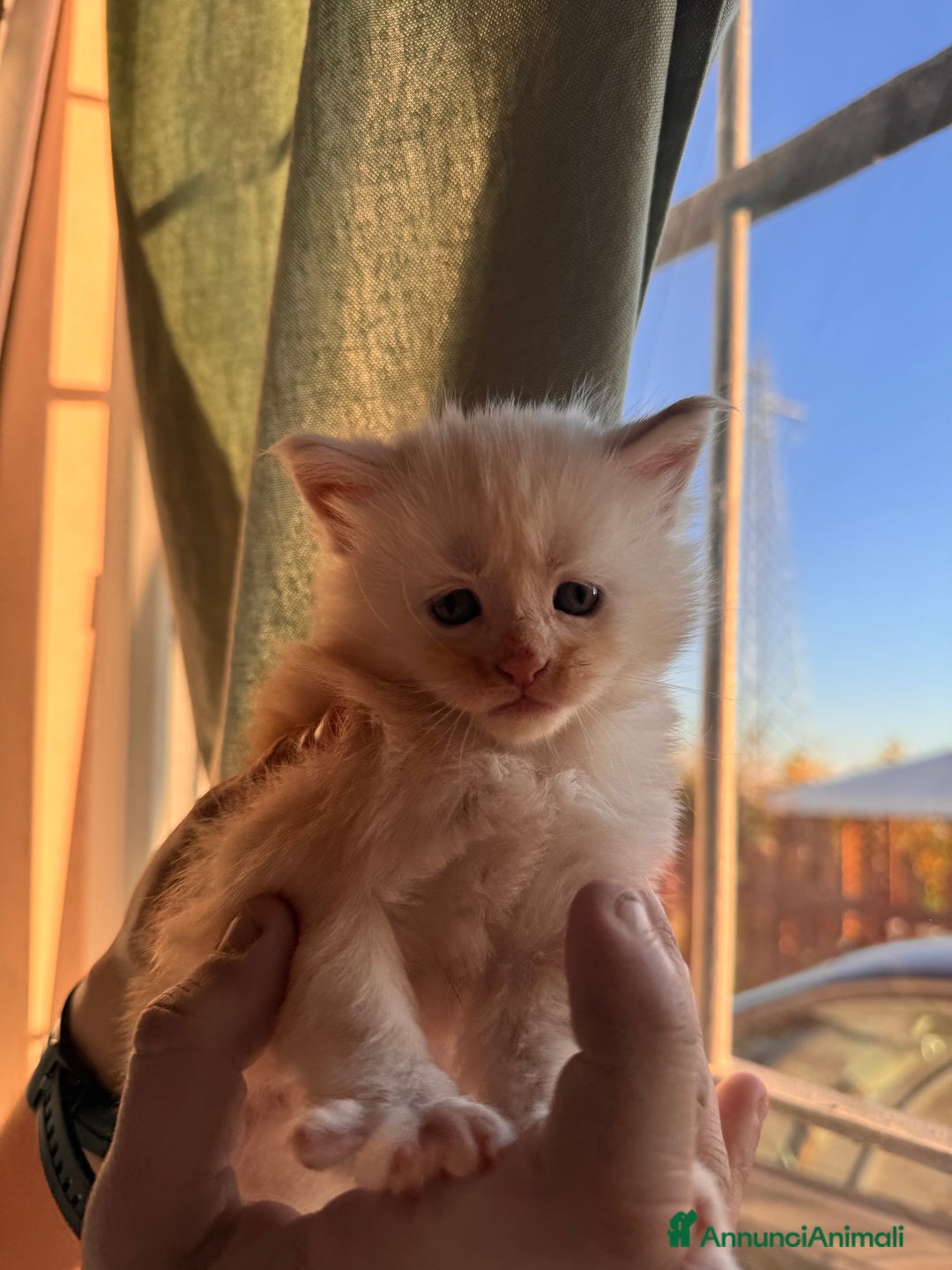 Maine Coon gatti in vendita: Cucciolo Maine Coon- pedigree AFSI - Annuncio 5