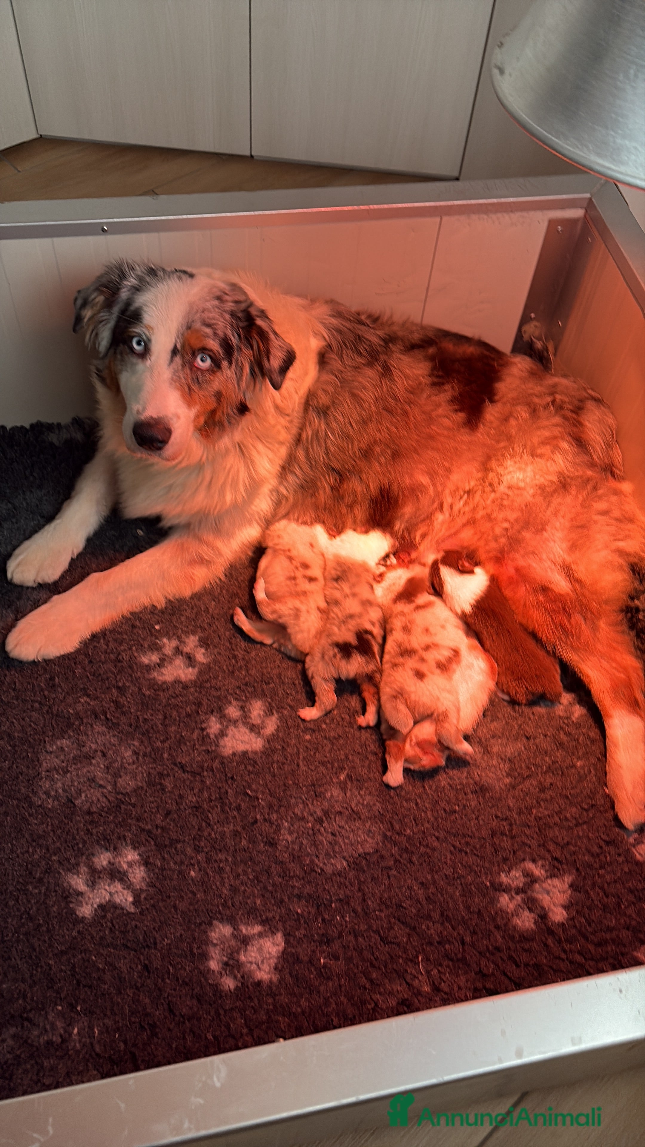 Australian Shepherd cani Aussie - Annuncio 24
