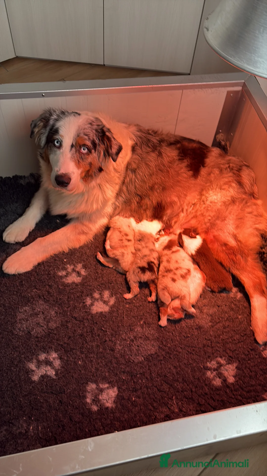 Australian Shepherd cani in vendita: Aussie - Annuncio 1