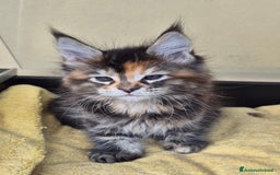 Maine Coon gatti in vendita: Cucciole maine coon - Annuncio 2