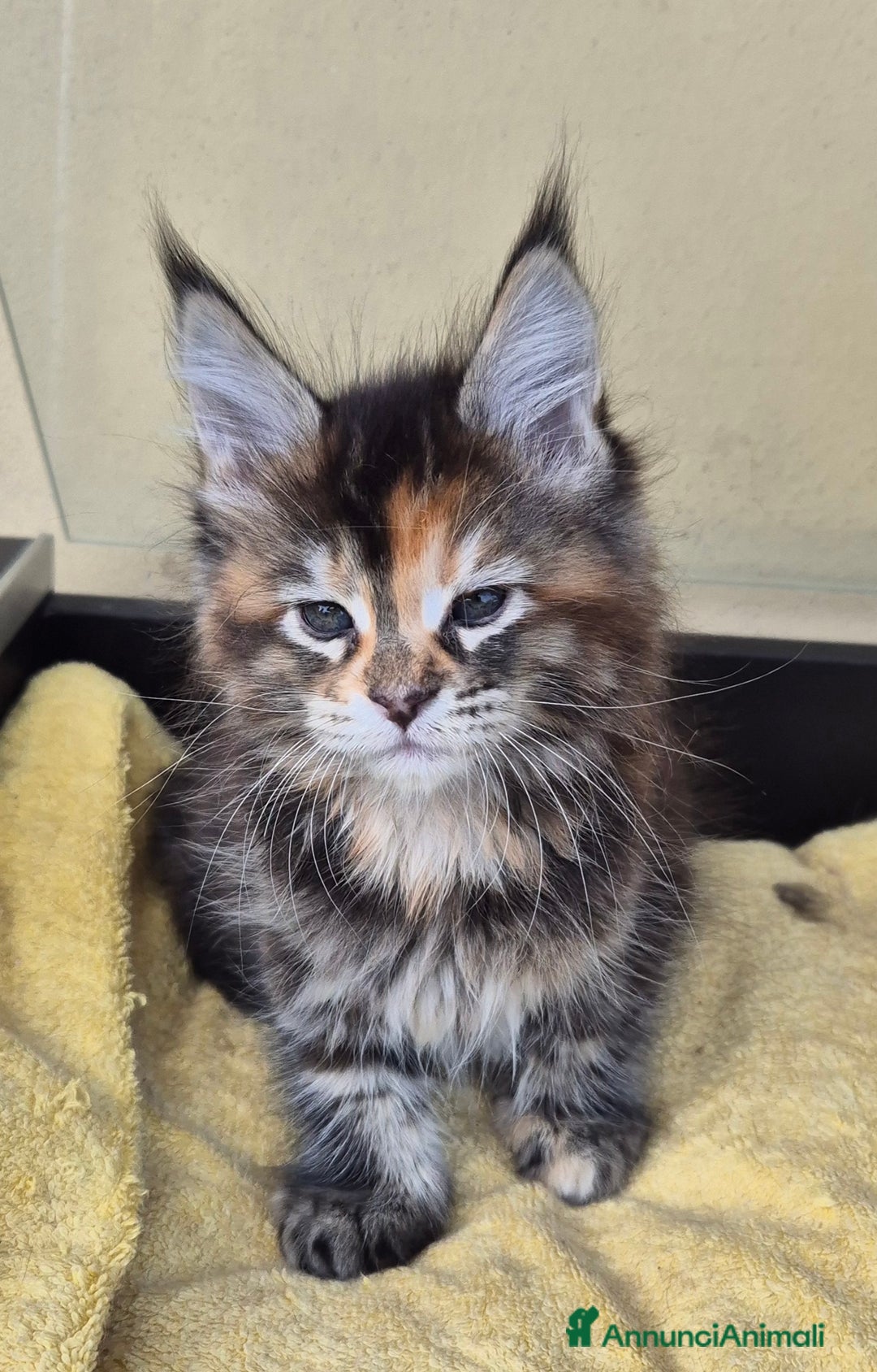 Maine Coon gatti in vendita: Cucciole maine coon - Annuncio 2