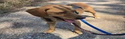 Meticcio cani in regalo: Flocky: 2 anni, taglia contenuta, socievole  - Annuncio 7