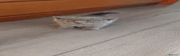 Scottish gatti in vendita: Gattini schottish  - Annuncio 10