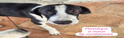 Meticcio cani in regalo: Meticci dolcissimi da salvare - Annuncio 10