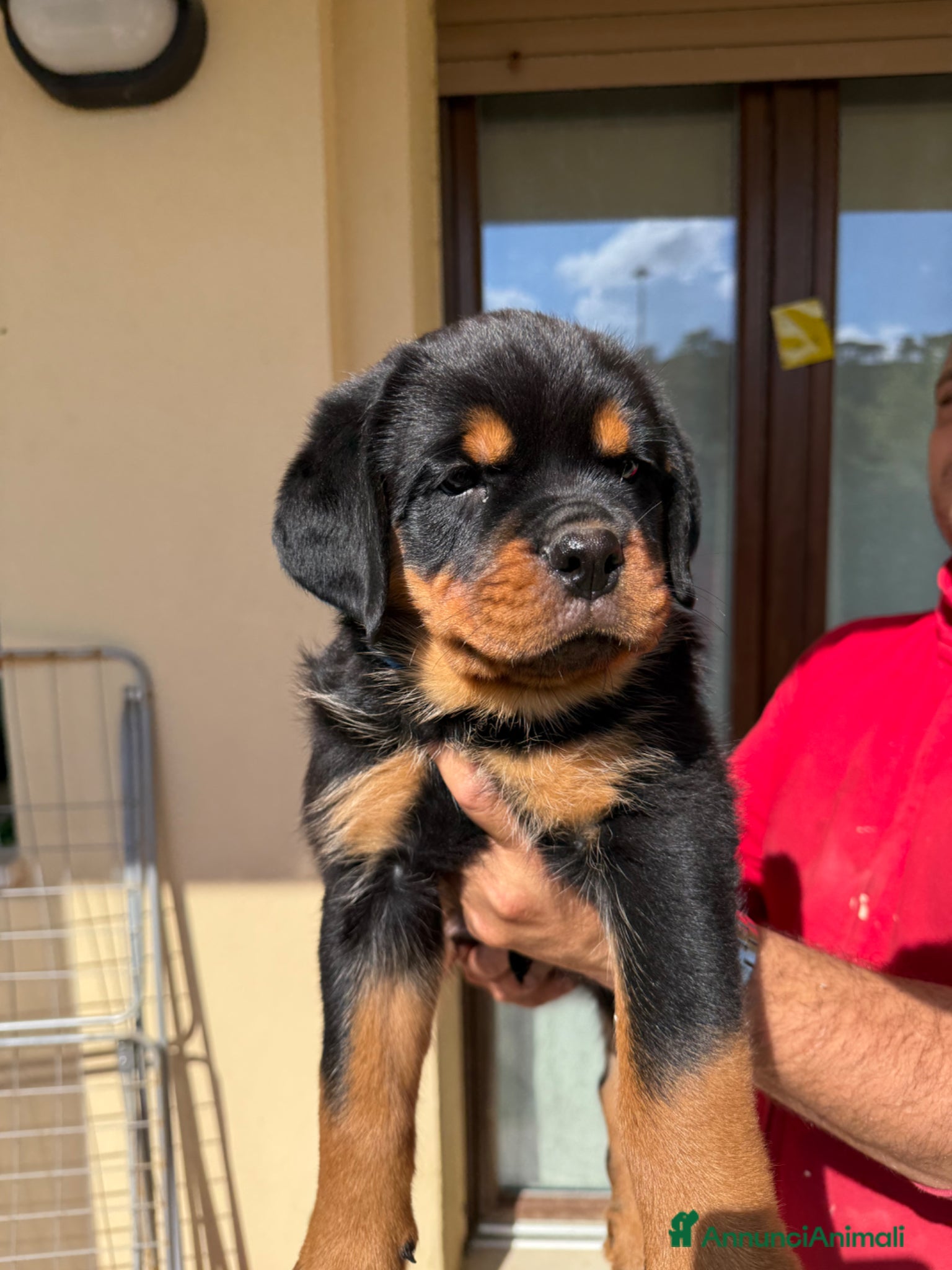 Rottweiler cani in vendita: Cuccioli di Rottwelier con pedigree  - Annuncio 15