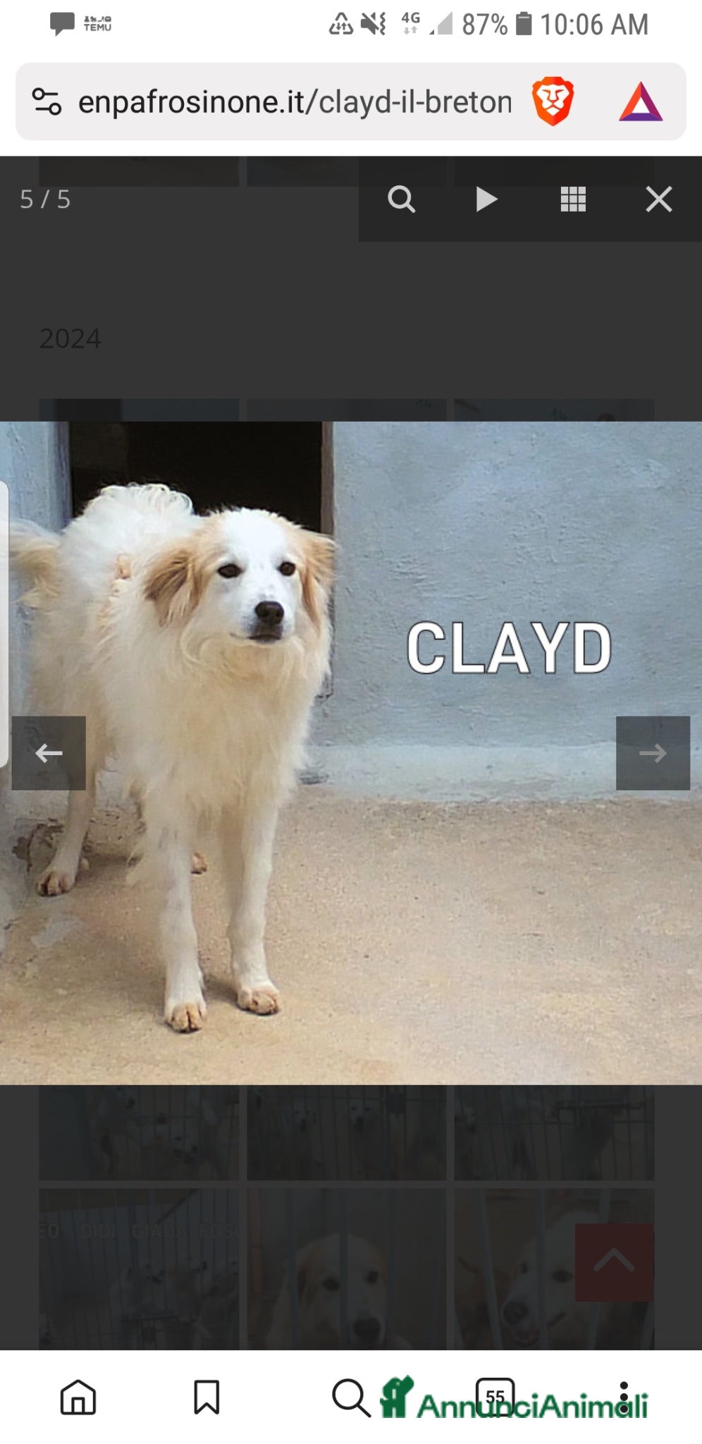 Golden Retriever cani ADOZ.DEL💔:abbandonato ad un mese,dolcissimo inbox - Annuncio 11