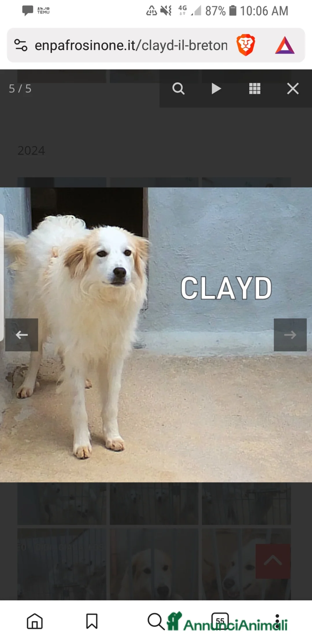 Golden Retriever cani in regalo: ADOZ.DEL💔:abbandonato ad un mese,dolcissimo inbox - Annuncio 1