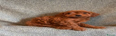 Maltipoo 5